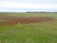 Meadows outside Kenai